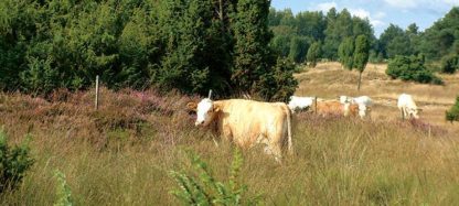 Panoramakaart Drenthe