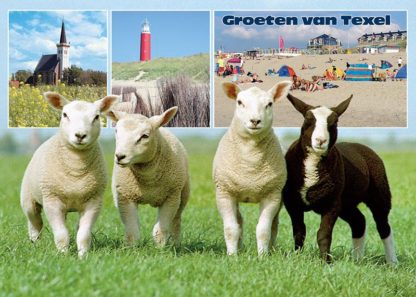 Ans.Krt.Texel