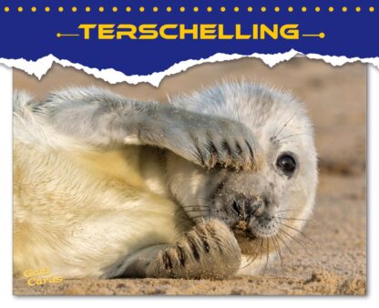 GoldCards Terschelling